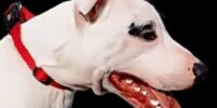 staffordshire_italiano3