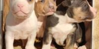 staffordshire_italiano7